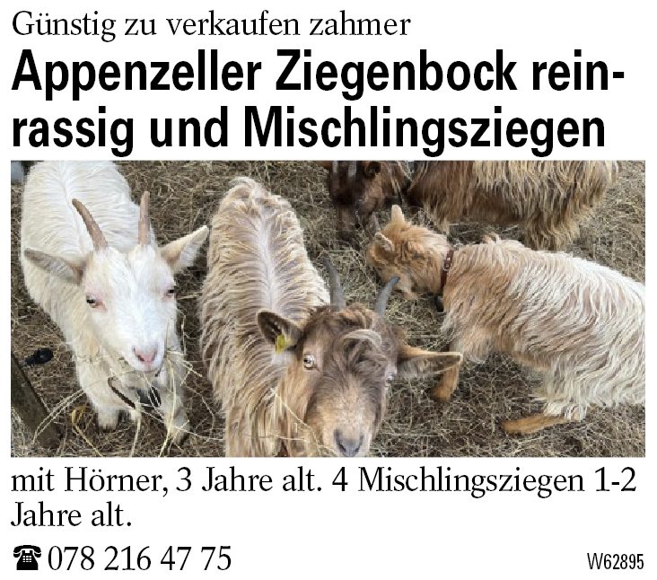 Appenzeller Ziegenbock reinrassig und Mischlingsziegen