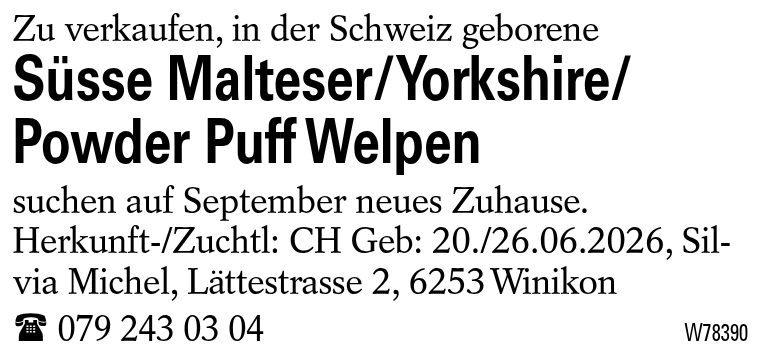 Süsse Malteser/Yorkshire/Powder Puff Welpen