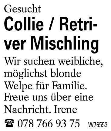 Collie / Retriver Mischling