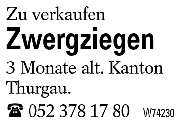 Zwergziegen