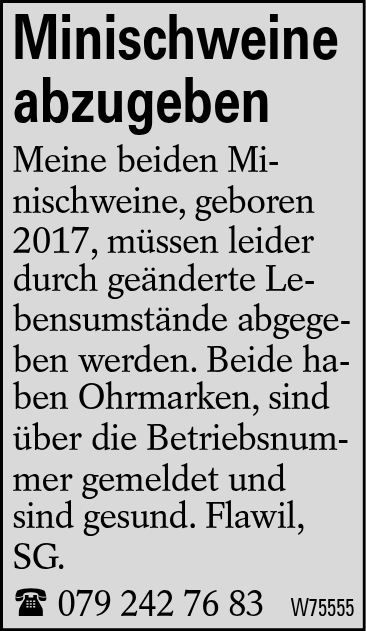 Minischweine abzugeben