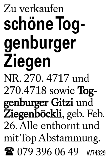 schöne Toggenburger Ziegen