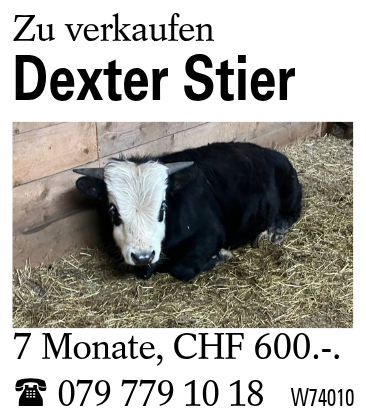 Dexter Stier