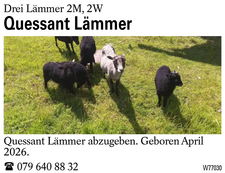 Quessant Lämmer