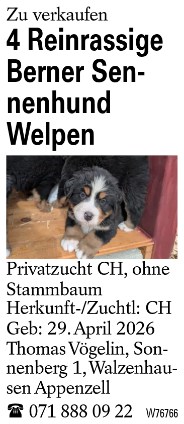 4 Reinrassige Berner Sennenhund Welpen