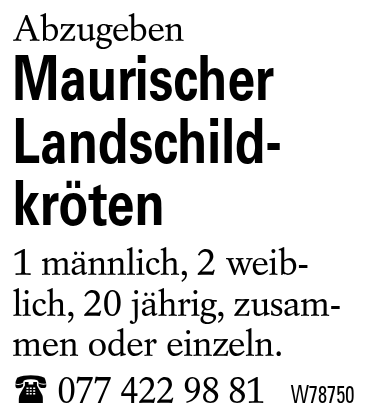 Maurischer Landschildkröten