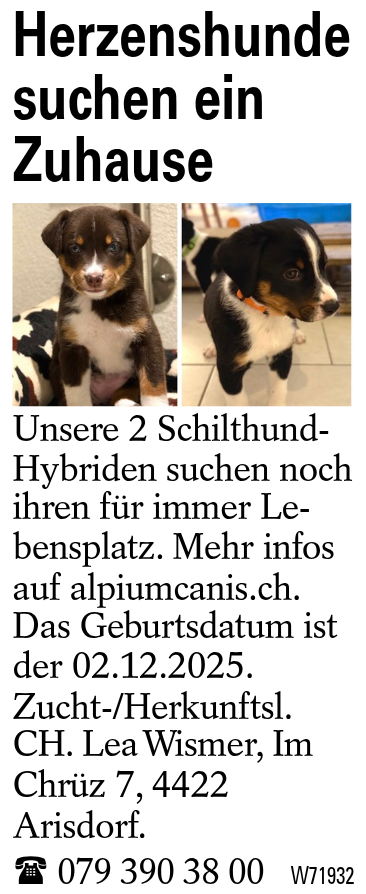 Herzenshunde suchen ein Zuhause