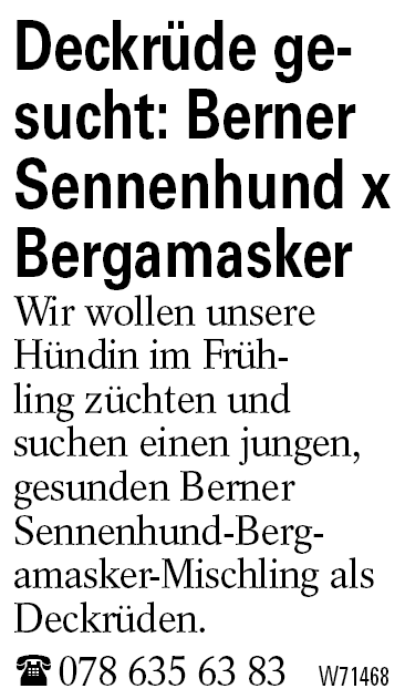 Deckrüde gesucht: Berner Sennenhund x Bergamasker
