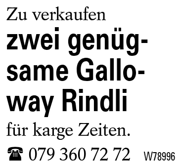 zwei genügsame Galloway Rindli