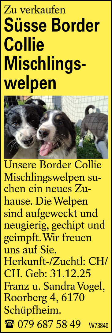 Süsse Border Collie Mischlingswelpen