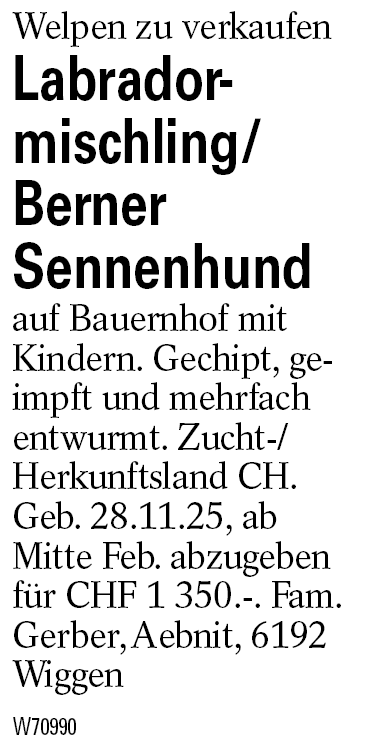 Labradormischling/Berner        Sennenhund