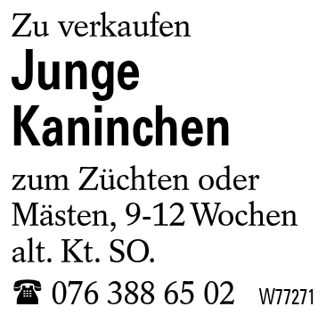 Junge Kaninchen