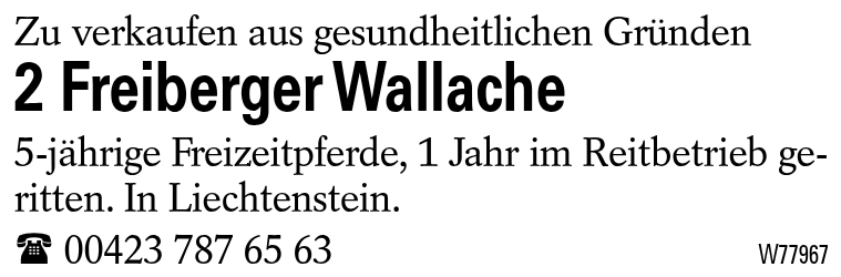 2 Freiberger Wallache