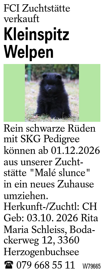 Kleinspitz Welpen