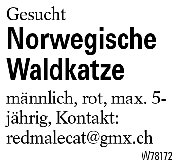 Norwegische Waldkatze