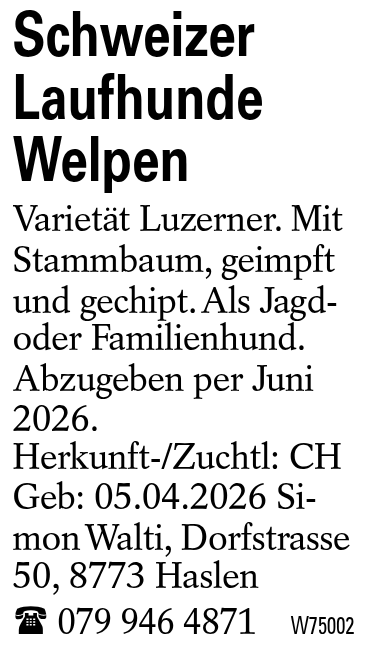 Schweizer Laufhunde Welpen