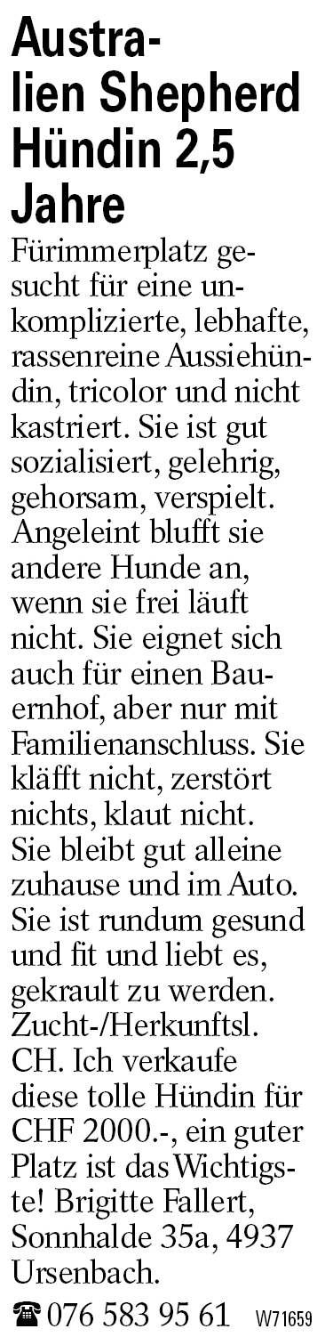 Australien Shepherd Hündin 2,5 Jahre
