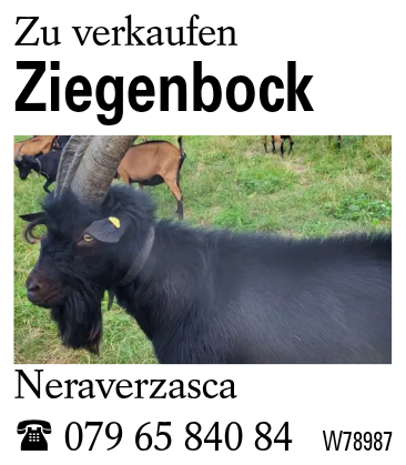 Ziegenbock