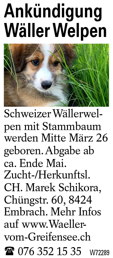Ankündigung Wäller Welpen