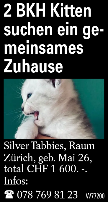 2 BKH Kitten suchen ein gemeinsames Zuhause