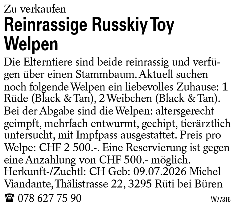 Reinrassige Russkiy Toy Welpen
