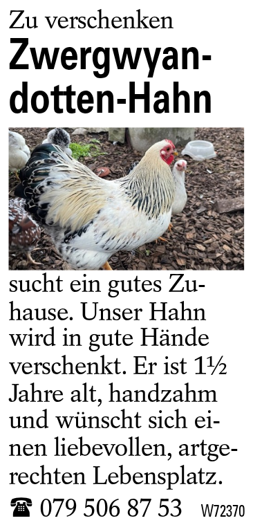 Zwergwyan-dotten-Hahn