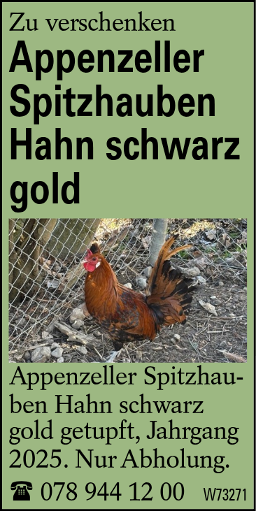 Appenzeller Spitzhauben Hahn schwarz gold