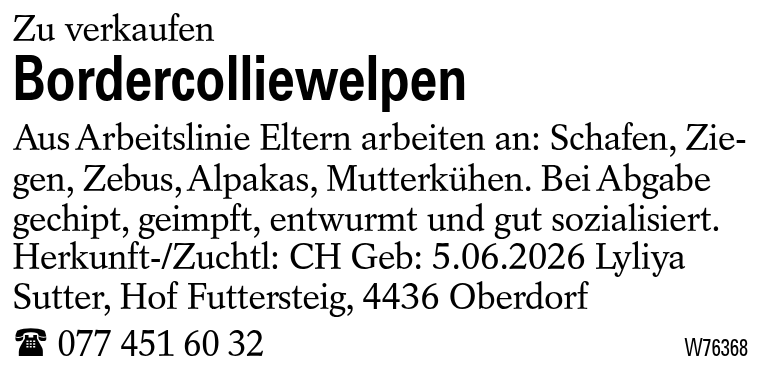 Bordercolliewelpen
