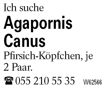 Agapornis Canus