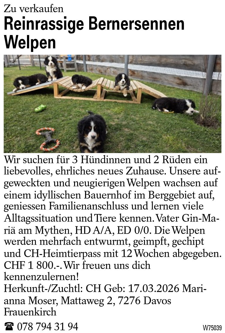 Reinrassige Bernersennen Welpen