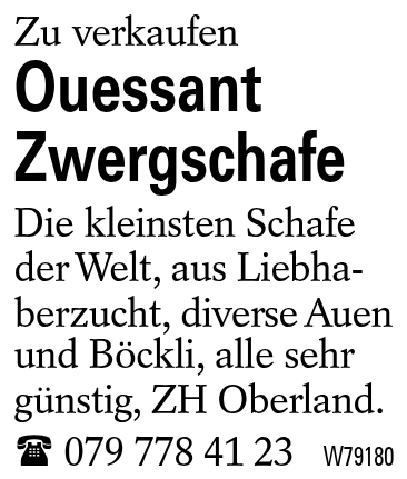 Ouessant Zwergschafe