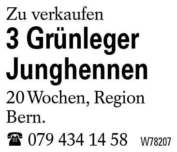 3 Grünleger Junghennen