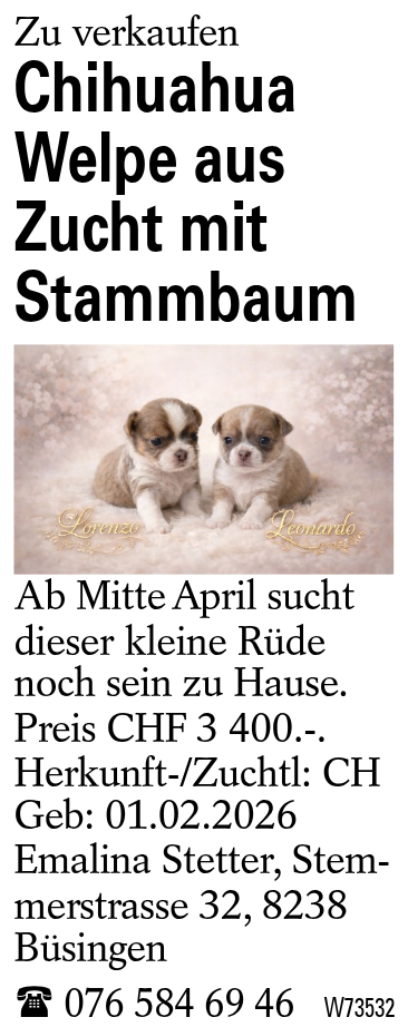 Chihuahua Welpe aus Zucht mit Stammbaum