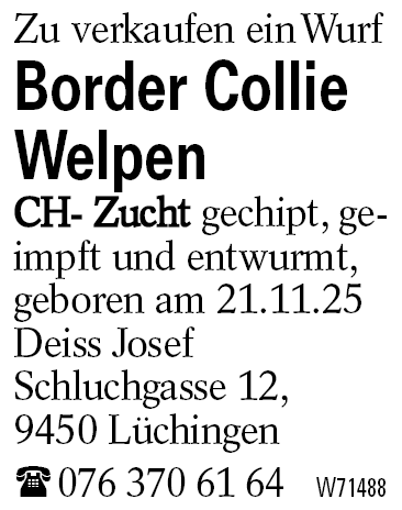 Border Collie Welpen