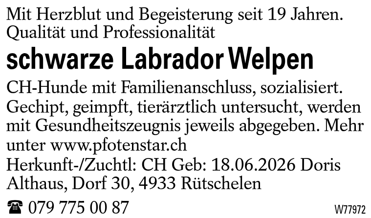 schwarze Labrador Welpen