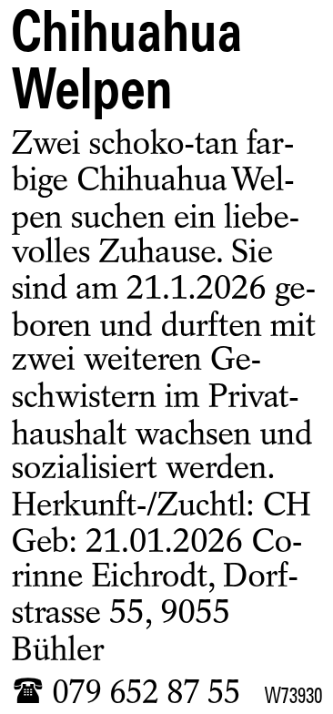 Chihuahua Welpen