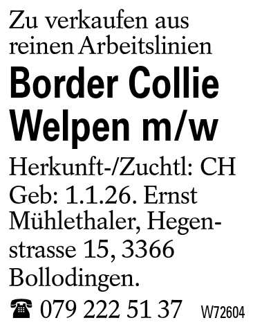Border Collie Welpen m/w