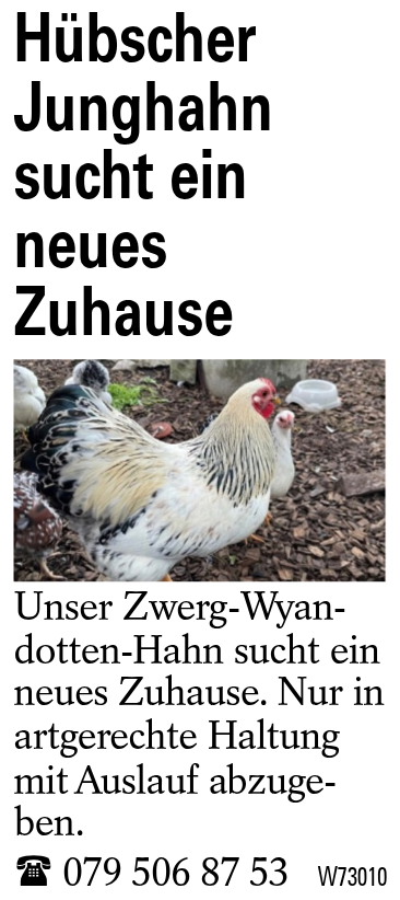 Hübscher Junghahn sucht ein neues Zuhause