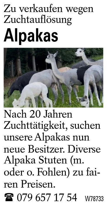 Alpakas