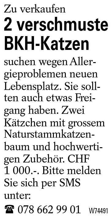 2 verschmuste BKH-Katzen