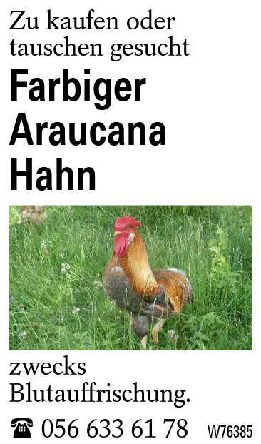 Farbiger Araucana Hahn
