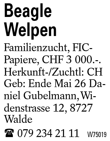 Beagle Welpen