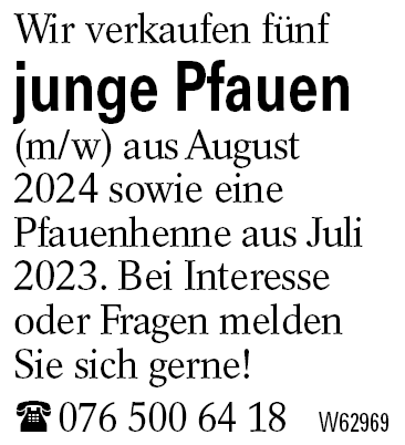 junge Pfauen