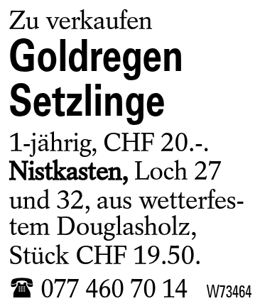 Goldregen Setzlinge