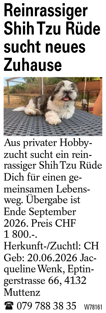 Reinrassiger Shih Tzu Rüde sucht neues Zuhause