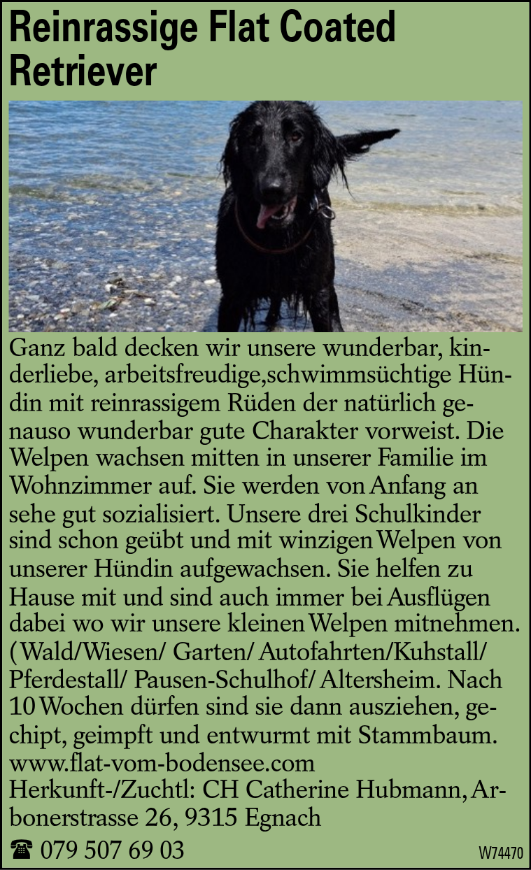 Reinrassige Flat Coated Retriever