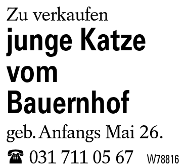 junge Katze vom Bauernhof