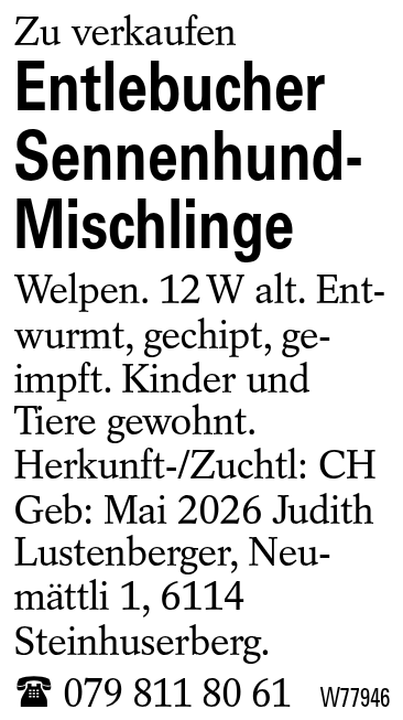 Entlebucher Sennenhund-Mischlinge