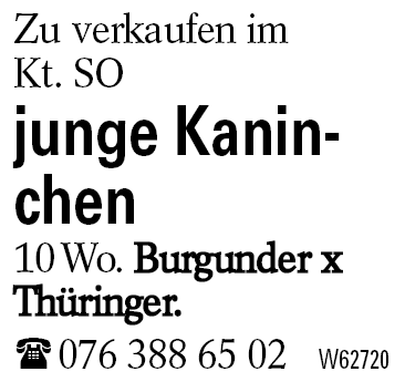 junge Kaninchen