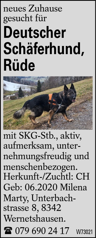 Deutscher Schäferhund, Rüde